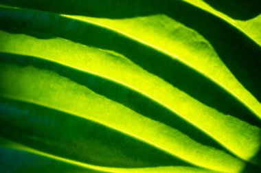 Hostesin parlak yeşil yaprakları arasında doğanın güzelliğinin tadını çıkar. Sanatsal ifade, doğal zarafetle buluşur. Bu yaprakların ışıltısında ve tazeliğinde ilham bulursun. Doğa en iyi halindedir.