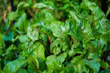 Kırmızı damarları olan eşsiz ve göz alıcı pancar yaprağı çeşitliliği her bahçeye ve yemeğe renk ve görsel bir ilgi katar. Hem süs hem de aşçılık için harika.