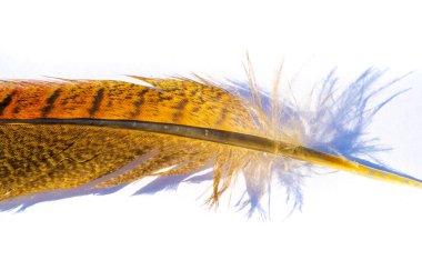 Sülün tüylerinin cazibesini keşfet. Doğanın harikalarının zarafet ve çekiciliğini tecrübe et. Ruhsal güzellikle hayal gücünü serbest bırak..