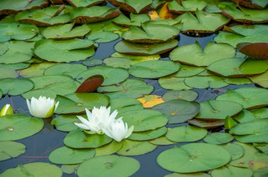 Lotus. Nelumbo. Nymphaeaceae. Nilüfer çiçeği. Saflığı ve aydınlanmayı sembolize eden bir çiçek. Pembe, beyaz ve sarı gibi çeşitli renkleri vardır. Göllerin ve göllerin sığ sularında yetişir..