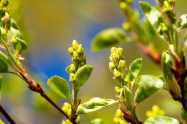 Bu cinste Shadbush.servviceberry.haziran.ve daha fazlası olarak da bilinir. Gül ailesinin çalıları ya da küçük ağaçları gibi büyür. Aslen Kuzey Amerika 'dan. Avrupa. ve Asya.