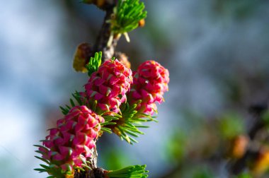 Bahçenizi ya da manzaranızı parlak pembe kozalaklarla süsleyin. Açık alanınıza bu benzersiz doğal elementle bir renk patlaması ekleyin. Her ortama görsel ilgi ve güzellik katmak için ideal..