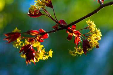 Acer Rubrum, bataklıklarda yaygın olarak bulunur. Sonbaharda parlak kırmızı yaprakları var. Hızla büyür ve 40-60 feet yüksekliğe ulaşabilir. İlkbaharda küçük kırmızı çiçek kümeleri üretir.