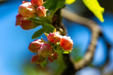 Pembe bir elma çiçeğinin çarpıcı yakın plan görüntüsü. Canlı renklerde yakalanmış hassas ve güzel bir doğa eseri. Doğa severler ve çiçeklerin güzelliğini takdir edenler için idealdir..