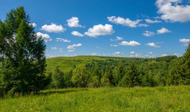 Yaz fotoğrafları, tepeler, tepeler, huş ağaçları dağların yamaçlarında yetişir. Yamaç boyunca dönen toprak bir yol, sıcak yaz günleri.