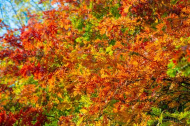 Ağaçların parlak renkli yapraklarıyla sonbaharın güzelliğinin tadını çıkar. Doğanın çarpıcı arka plan fotoğraflarını yakalayın. Sonbahar yapraklarıyla çevrili huzurlu ve huzurlu bir atmosferin tadını çıkar..