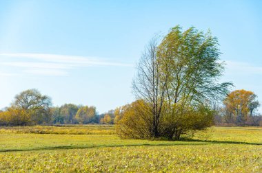 Nehir taşkın ovasında sonbaharın güzelliğinin tadını çıkar. Yaprakların sarıya dönüşmesini izle. Sarı ağaçların arasında huzurlu bir yürüyüş yap..