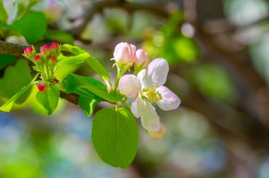 Elma ağacı güzel narin çiçeklerle süslenmiştir. Her çiçek ağaca bir parça güzellik katar. Doğa sanatı en iyisidir..