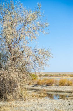 Sonbahar, Steppe. Çayırlar. Tüm maceraperestlere sesleniyorum! Çöldeki bu toprak yol samanlıkta iğne bulmanın gerçek versiyonu. Ormanda.