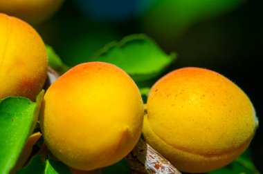 Kayısılar vitamin açısından zengindir ve ilginç bir tadı vardır. Kayısı yetiştirmek sağlık bilinci olan insanlar için ödüllendirici bir aktivite olabilir. Kendi çiftliğinizden olgun kayısıları toplamak hoş bir süreçtir..