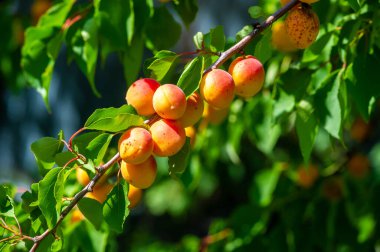 Sağlıklı bir hasat için vitamin dolu taze kayısılar. En uygun sağlık faydaları için kendi çiftliğinizde sulu kayısılar yetiştirin.