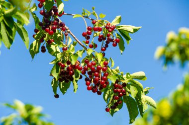 Vitamin zengini sulu böğürtlenler için kuş kirazının mevsimsel gelişimi bahçıvanın tedavi amaçlı kuş kirazı yetiştirme ipuçlarını ev yapımı ilaç yapmak için kuş kirazının doğal iyileştirme özelliklerini kullanın.