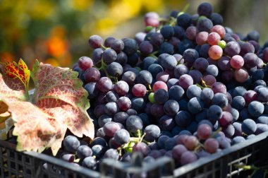 Beyaz arka planda siyah üzümler sofistike ve zarif bir görünüm yaratır. Sulu üzümler şarap yapmak ya da atıştırmak için idealdir. Rahatlama ve keyif düşüncelerini çağrıştıran çekici bir görüntü..