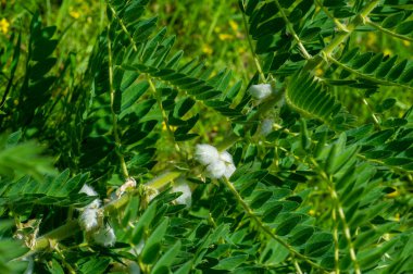 Astragalus sieversius yaşlanmayı yavaşlatabilecek tıbbi özellikler içerir. Geleneksel tıpta tonik, hipotansif, yatıştırıcı, hemostatik ve idrar söktürücü olarak kullanılır..