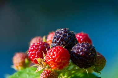 İçinde siyah ahududu, cumberland ve böğürtlen özü var. Vitamin ve antioksidan açısından zengin. Doğal malzemelerden üretilen yüksek kaliteli ürün..
