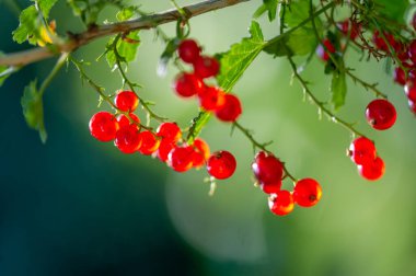 Frenk üzümünün yakın plan fotoğrafları. Derinlik katmak ve meyveye odaklanmak için arka planda bulanıklık. Fotoğraflarda parlak kırmızı renkler. Gıda fotoğrafçılığı veya ürün gösterimi için ideal.