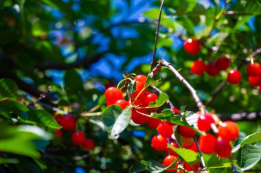 Genel sağlık için gerekli vitaminleri içerir. Sulu ve olgun kirazlar lezzetli bir vejetaryen seçenektir. Besleyici özellikleri sayesinde sağlıklı bir yaşam tarzını destekliyor..