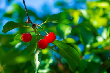 Sağlıklı bir diyet için gerekli vitaminleri içerir. Sulu ve olgun kirazlar lezzetli bir atıştırmalıktır. Sağlığa ve sağlığa odaklı vejetaryen diyeti için ideal bir seçim..