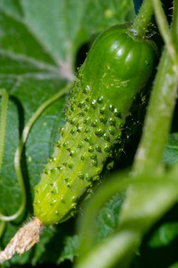 Taze ve taze bir tat. Çiğ ya da turşulu yenebilir. Yüksek miktarda vitamin ve besin içeriği