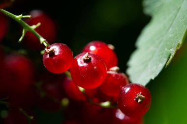 Sığ alan derinliğiyle çarpıcı sanatsal görüntüler oluştur. Fotoğraflarınızdaki kırmızı üzümlerin canlı güzelliğini gösterin. Kırmızı frenk üzümlerine vurgu yaparak görsel olarak canlı bileşimler oluştur.