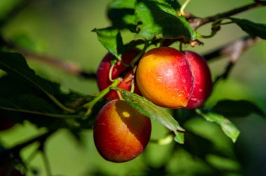 . Sulu ve olgun erikler atıştırmak ya da yemek pişirmek için idealdir. Bahçıvanlık becerilerini, lezzetli erikler yetiştirmek için bahşiş vererek geliştir..