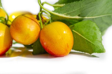 Erik ağaçları sağlıklı bir diyet için iyi bir vitamin kaynağıdır. Kendi bahçenizde sulu erikler yetiştirmek ödüllendirici olabilir. Olgun erikler reçel ve jöle yapmak için idealdir..