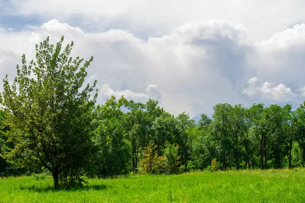 Doğanın Hünkâr 'ı Arasındaki Huzurlu İnziva: Bu gür yeşil alanda uzun ağaçlarla süslenmiş ve başınızın üstünde kabarık bulutlarla süslenmiş huzurlu bir gezintinin tadını çıkarın. Doğa Kaçış Huzuru Titreşimleri