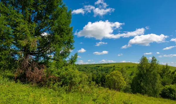 Yaz, tepe, tepeler, huş ağaçları dağların yamaçlarında büyürler. Yamaç boyunca dönen toprak bir yol, sıcak yaz günleri.