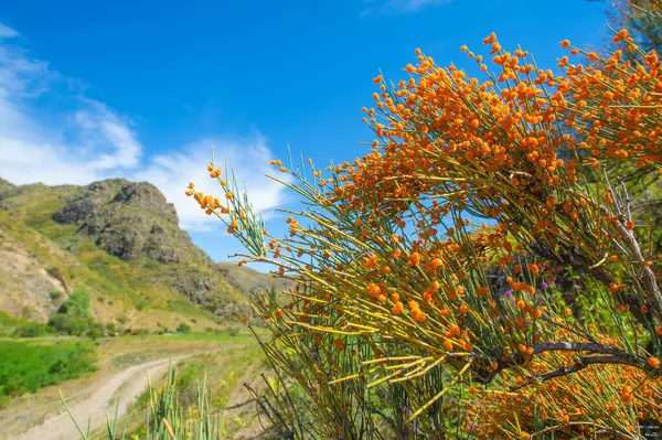 Ephedra üzümleri güçlü iyileştirici özellikleri olan doğal bir ilaçtır. Çeşitli hastalıkları tedavi etmek ve genel olarak iyileşmek için kullanılabilirler. Dağlarda bulundu. Çalılıklarda yetişir..
