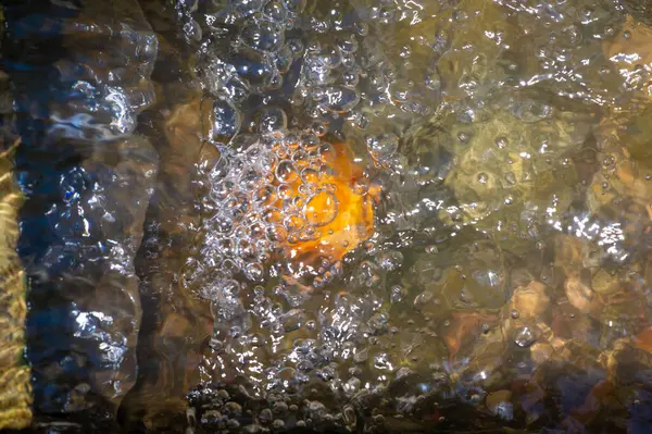 Bir dağ deresinin rahatlatıcı seslerinin tadını çıkar. Küçük bir şelalenin ferahlatıcı sisinin tadını çıkar. Hava kabarcıklarının kristal berrak suda zarafetle yüzüşünü izle.