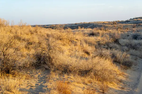 Çölde sonbaharın çarpıcı güzelliğinin tadını çıkar. Doğa, canlı renklerle altın bir başyapıtı nasıl resmediyor bakın. Kum tepelerinin üzerinde gün batımının nefes kesici kucaklamasına tanık olun..