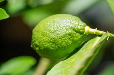 Limon ve limon aromalı taze narenciye. Meyvelerde doğal C vitamini kaynağı. Yeşil renk tazeliği ve doğayı simgeliyor. Mutfak işleri için kullanılan ağaç yaprakları.