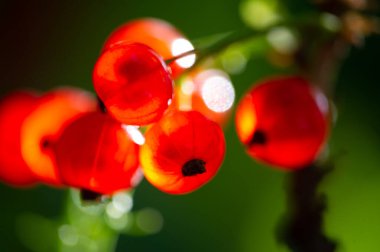 Sığ alan derinliği ile çarpıcı sanatsal fotoğraflar oluşturun. Parlak kırmızı frenk üzümlerini detaylıca yakalayın. Eşsiz ve büyüleyici çekimler yapmak için farklı derinliklere sahip deneyler.
