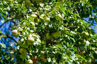 Resimlerinde olgun armutların zengin, canlı renklerini yakala. Armutları vejetaryen tariflerin için sağlıklı ve lezzetli bir konu olarak kullan. Armut hasadının kırsal cazibesini tecrübe et.