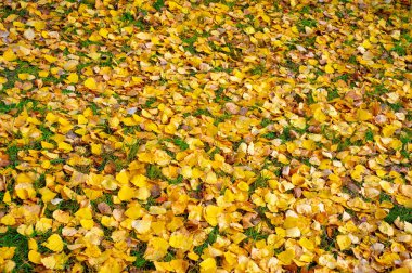 Yılın en güzel zamanı huş ağacının renkli sonbahar yaprakları, yaprakları kalp şeklinde ve beyaz kabuklu yaprak döken yapraklar..
