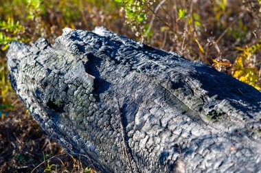 Yerde yanmış bir ağacın olduğu güzel bir sonbahar manzarası. Mevsimlerin değişimini ve yaşam döngüsünü sembolize eder. Yaşamın geçici doğasının ve süreksizliğin güzelliğinin bir hatırlatıcısı..