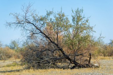 Sonbahar, Steppe. Çayırlar. Doğanın bir senfonisinin nefes kesen gösterisine tanık olun: Yalnız bir ağaç sonbahar bozkırının genişliğini zarifçe vurgular - dingin yalnızlığın ebedi başyapıtı.