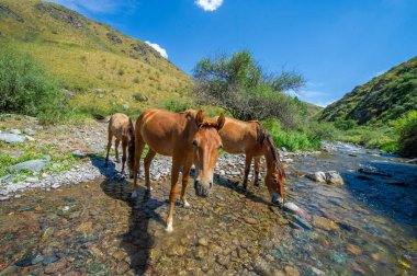 Atlar nehir kıyısının etrafında toplandı. İçkiye susamış. Akan bir nehrin nefes kesici manzarası ve ahenkli bir at sürüsü. Doğanın güzelliği barışçıl bir bağlantı anında yakalanır.