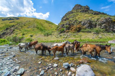 Dağ nehrinin doğal güzelliği. Bir at sürüsü dereden huzur içinde su içiyor. Doğanın harikaları arasında resim gibi ve huzurlu bir yer..