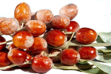 Geleneksel tıpta 11 angustifolia meyvesinin faydaları hakkında daha fazla bilgi edinin. Bu meyvelerin nasıl bal bitkisi olarak kullanılabildiğini öğren. beyaz arkaplanda meyveler