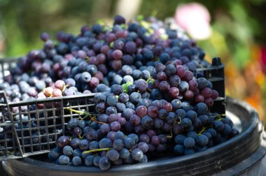 Taze siyah üzümler ve sulu bir arka plan şarap yapmak ve atıştırmak için ideal olan üzümlerin canlı renklerini vurgulamak sağlıklı bir ikramdır.