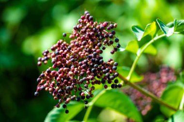 Kara mürver, bahçede yetişebilen mevsimlik sulu bir mahsuldür. Vitamin açısından zengin. Siyah mürver, tıbbi özellikleri için kullanılır. Mor böğürtlen büyümeyi simgeler