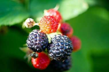 Siyah ahududu ve böğürtlen harika bir vitamin kaynağıdır. Her tat için sulu ve olgun meyveler. Vejetaryen diyeti için ideal. Bu böğürtlenlerin tadını çıkar..
