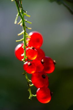 Çok güzel bulanık bir arka plan. Parlak kırmızı frenk üzümleriyle vurgulanmış. Tek bir frenk üzümünün karmaşık detaylarını yakalar. Herhangi bir projeye veya tasarıma renk katmak için ideal.