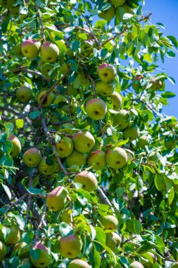 Fotoğraflarınızdaki olgun armutların tazeliğini yakalayın. Taze meyvenin sulu ve canlı renklerini göster. Kırsal ve sağlıklı vejetaryen gıda imajı yaratın. Vitamin zengini faydaları vurgula