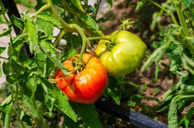 Parlak kırmızı domatesler yaz yemekleri için mükemmeldir. Olgun bir domatesin detaylarını düşünün. Makro fotoğrafçılık doğanın cömertliğinin güzelliğini gösteriyor..