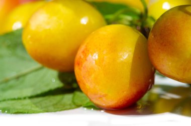 Bahçenden taze erikli günlük vitamin dozunu al. Bahçıvanlık meraklıları lezzetli erikler yetiştirmekten ve hasat etmekten zevk alabilirler. Erik ağaçları herhangi bir meyve bahçesi için harika bir ilavedir..