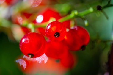 Kırmızı frenk üzümlerinin fevkalade makro fotoğrafları. Güzel bir bokeh etkisi ve sığ bir alan derinliği var. Parlak kırmızı kuşüzümü rengi.