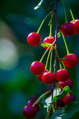 Kiraz, vitamin bakımından zengin sulu ve olgun bir meyvedir. Vejetaryenler için sağlıklı bir aperatif ya da tatlı olarak uygun. İlave sağlık yardımları için diyetinize vişne de ekleyin.