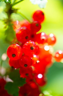 Kırmızı frenk üzümlerine vurgu yapan çarpıcı bir fotoğraf. Frenk üzümlerinin güzelliğini yakından yakala. Sığ alan derinliğindeki kırmızı üzümlerin detaylarını ve dokusunu getir.